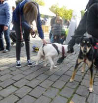 Tierschutzfest am Heumarkt