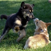 3-0-dante-labhusky-mix-labsky-16-wks-pembroke-welsh-corgi