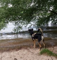 Hoher Wasserstand am Rhein