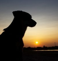 Sonnenuntergang in Rodenkirchen