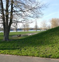 Ordnungsamt im Rheinpark – 1. Knöllchen