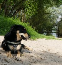 Playa de Rodenkirchen