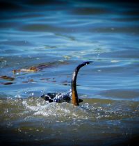 Loch Ness und Catching Treat