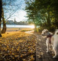 Herbst am Rhein