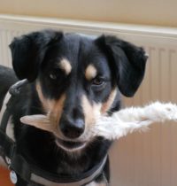 Lecker Hasenohr
