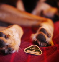 Neue Stadt – neue Hundemarke