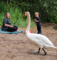 Schwanfamilie am Höhenfelder See