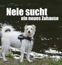 Nele sucht ein neues Zuhause